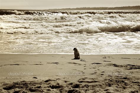 Lonely dog sitting on beach — Stock Photo © artnature #51037023