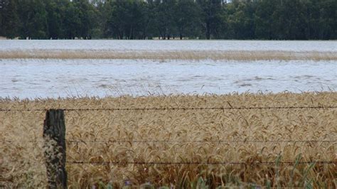 Climate change could help Riverina wheat growers - ABC News