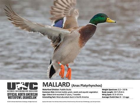 Mallard Hunting, Mallard Hunting Guides, Duck Hunting Guides