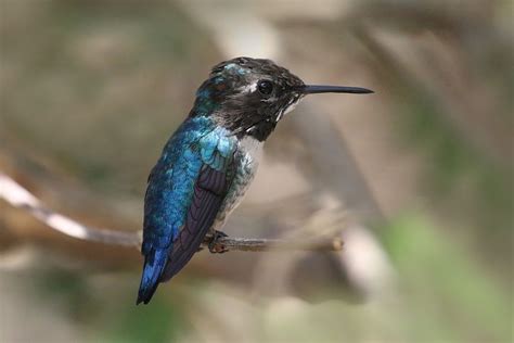 Cuban Bee Hummingbird - Animals Photo (39714072) - Fanpop