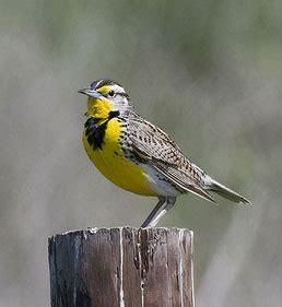 Montana State Bird: The Western Meadowlark