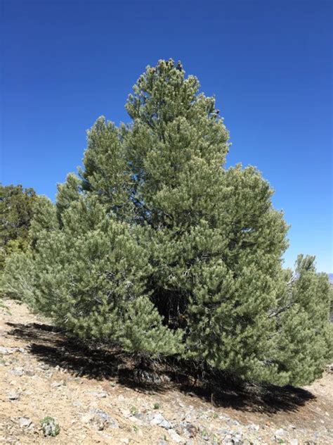 Piñon Pine | Pinus Monophylla | Small Tree Seedling