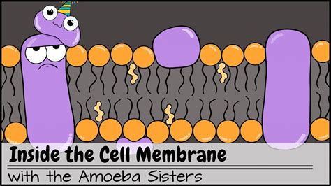 Inside the Cell Membrane | action script คืออะไร | ความรู้มีประโยชน์กับคุณ - เว็บไซต์ที่ ...