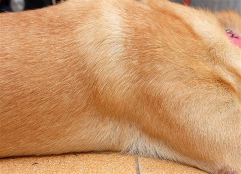 Skin Disease (Canine Seborrhea) in Dogs | PetMD
