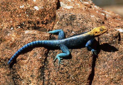 Agama Lizard Photograph by Georgette Douwma