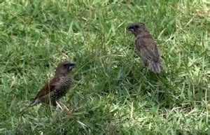 Scaly-breasted Munia feeds on Zoysia matrella seeds - Bird Ecology Study Group