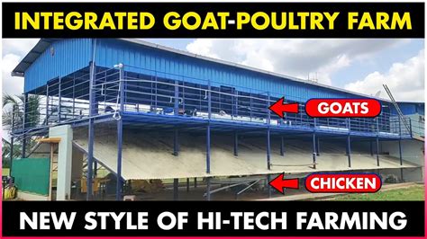 Integrated Goat and Chicken Farming | Poultry Farming and Goat Farming Together - Discover ...