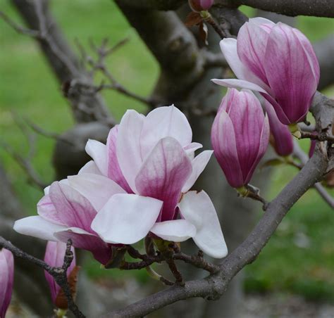 Magnolia Flower Images ~ Magnolia Flower Preview | Bodeniwasues