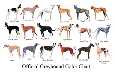 Greyhound | Dog Breed Wiki | FANDOM powered by Wikia