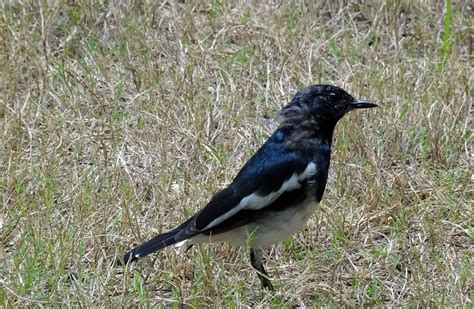 Magpie, robin, copsychus saularis, singing bird, oriental magpie-robin, HD wallpaper ...