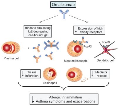 Mechanism of action of omalizumab. Omalizumab binds to IgE, thus ...