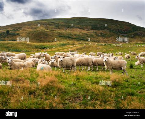 Wooler hi-res stock photography and images - Alamy