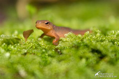 Red-Spotted Newt Eft Life Cycle- Travel For Wildlife