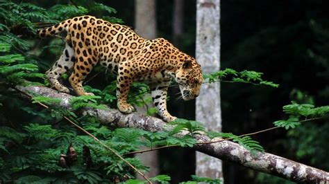 These Facts About Jaguars Will Blow Your Mind – Animal Encyclopedia