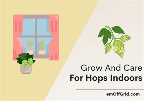 Grow And Care For Hops Indoors