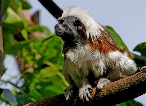 Cotton top tamarin monkey. | The Cottontop tamarin is a smal… | Flickr