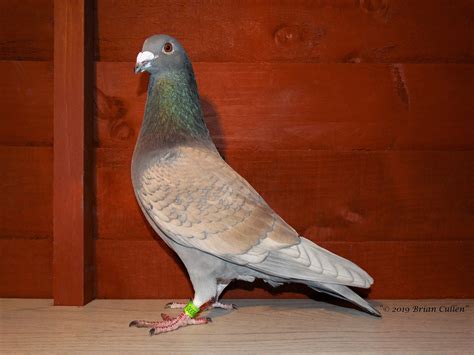 Racing Pigeons by Pigeons | Pigeon breeds, Racing pigeons, Homing pigeons