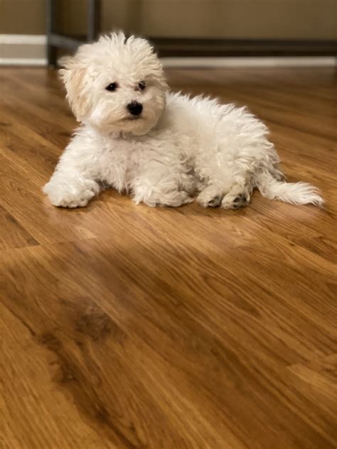 Bichon Frise Puppies For Sale | Springfield, MA #322746