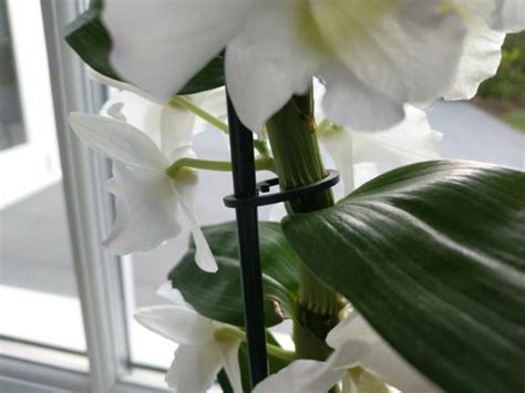 How To Care For A Dendrobium Nobile Orchid (With Pictures) - Smart Garden Guide