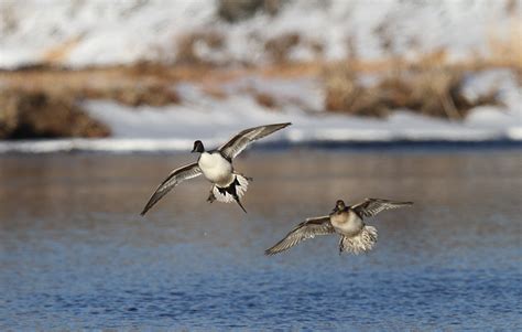 Shot Sizes for Ducks and Geese | Winchester Ammunition