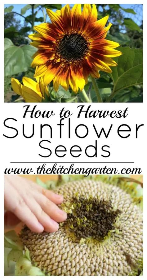 How to Harvest Sunflower Seeds-The Kitchen Garten