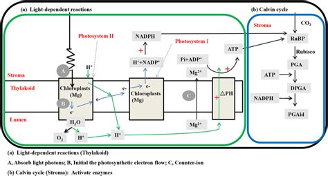 Roles of Mg in photosynthetic processes: (a) light-dependent reactions... | Download Scientific ...