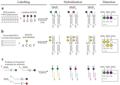 Major Techniques for Detection of SNPs Using Microarrays. Colors and... | Download Scientific ...