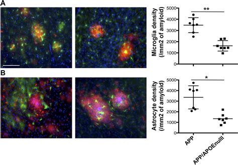 Opposing Roles of apolipoprotein E in aging and neurodegeneration | Life Science Alliance