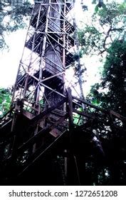 Amazonian Rainforest Canopy Tower La Selva Stock Photo 1272651208 ...