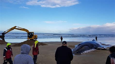 Stranded whale rescue attempt takes heartbreaking turn - CNET