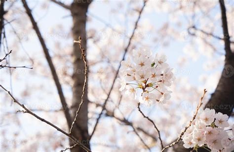 Cherry Blossom Landscape in Korea 18787352 Stock Photo at Vecteezy