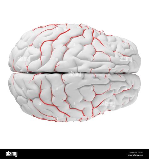 Human brain arteries, illustration Stock Photo - Alamy