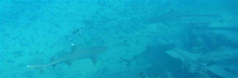 Free picture: two, white, tip, reef, sharks, underwater, triaenodon, obesus
