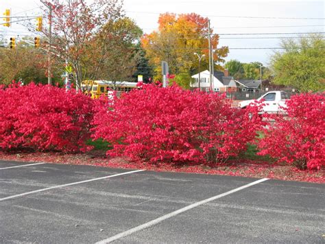 Bright Red Shrubs | Friesner Herbarium Blog about Indiana Plants