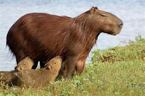 Capybara, Rainforest animals, Amazon rainforest