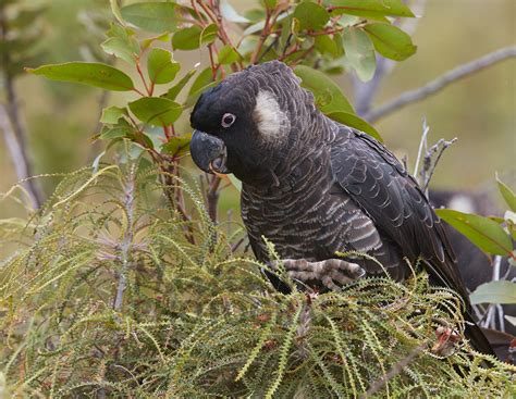 Buy Carnaby's Black Cockatoo eating banksia nut Image Online - Print & Canvas Photos - Martin ...