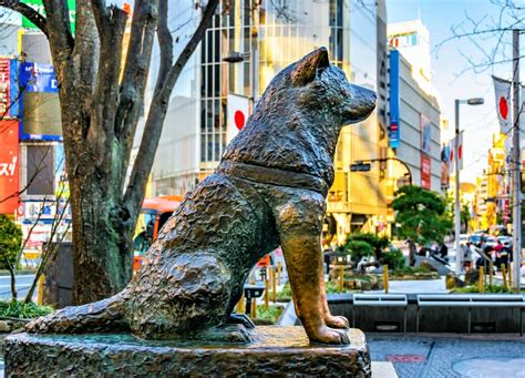 Hachiko: The world's most loyal dog who waited for its deceased master for decades, turns 100 ...