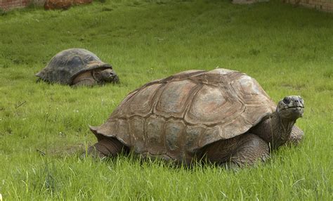 Aldabra tortoise | Smithsonian's National Zoo