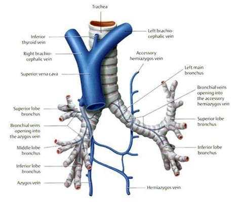 Superficial venous drainage of lungs Right-azygos vein Left- accessory hemiazygos | Bronchial ...