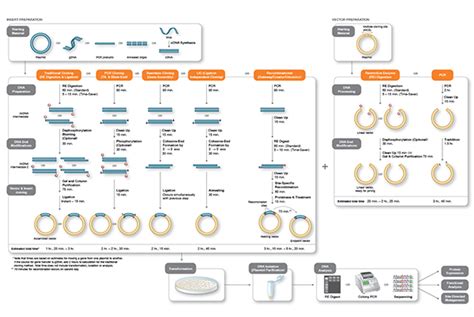 Cloning & Synthetic Biology | NEB