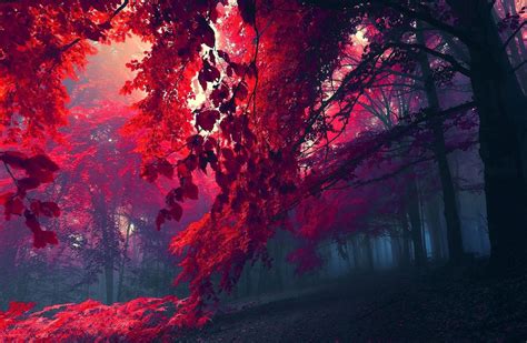 fondo de pantalla abstracto hd,rojo,naturaleza,árbol,cielo,paisaje natural (#37850) - WallpaperUse