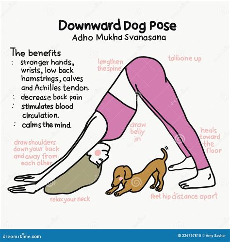 Downward Dog Yoga Pose and Benefits Cartoon Illustration Stock Vector ...