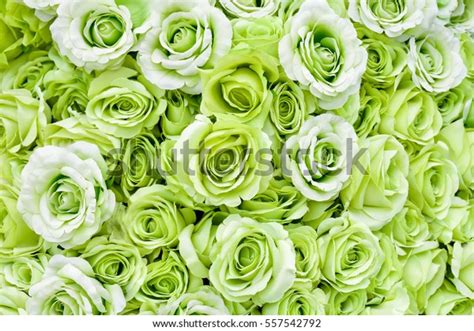 2,259,645 Green Roses Images, Stock Photos & Vectors | Shutterstock