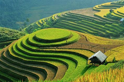 Terraced rice fields in Sapa | Trekking Sapa Tours