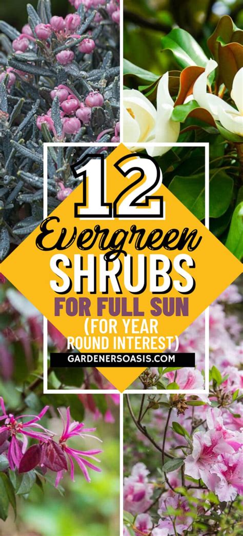 Evergreen Shrubs For Full Sun (The Best Bushes For Year Round Interest)