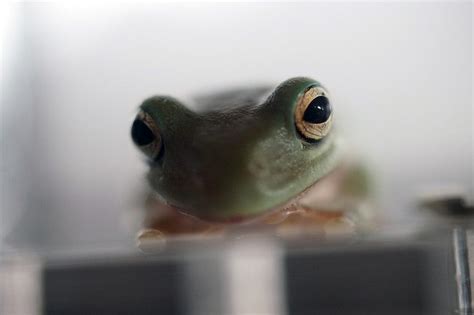 Pet Frogs for Beginners | 5 Best Species