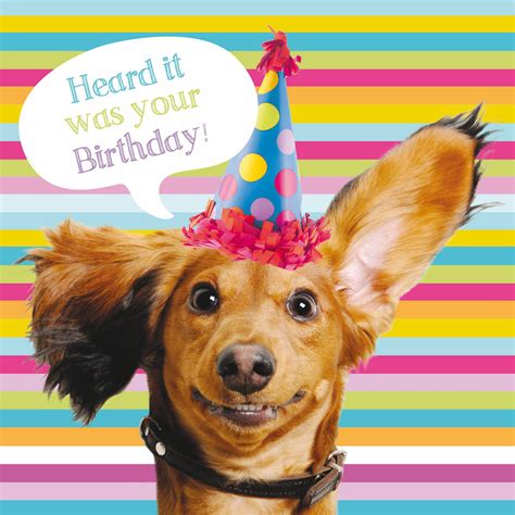 Pet Pawtrait Card - Sausage Dog Party (Birthday Card)