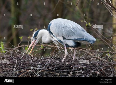 Grey heron on nest Stock Photo - Alamy