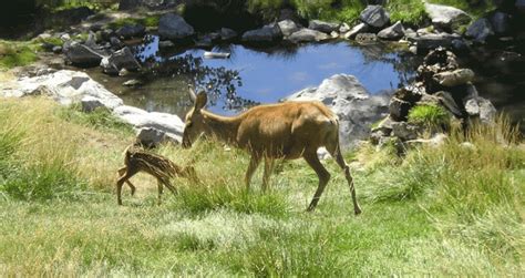 Summer youth volunteer opportunities offered at the Pocatello Zoo ...