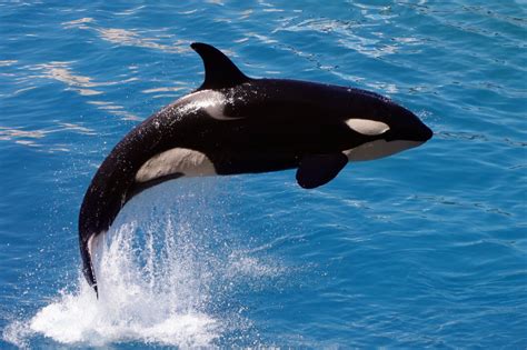 Orca Facts | Killer Whale Facts | DK Find Out